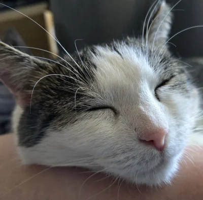 Solsith - #pokazkota #spaslak mam wielki łepek i małe łapki( ͡° ͜ʖ ͡°)