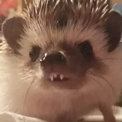 wfyokyga - Coś pedzioł?