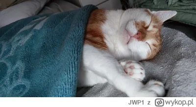 JWP1 - Klakierek sobie śpi ʕ•ᴥ•ʔ
#koty #pokazkota