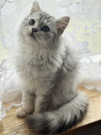 downton - Puszyste kotki w Twojej okolicy (ʘ‿ʘ) #pokazkota #koty #timonfanclub #kitku