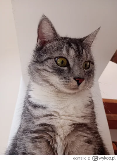 donfallo - @wonsisko  @PokemonowyRambo