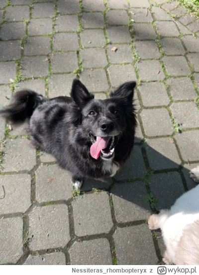 Nessiteras_rhombopteryx - @panDario: Śliczny, z wyglądu i zachowania podobny do mojej...