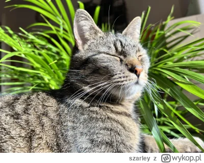 szarley - Elza w raju #koty #pokazkota #kitku