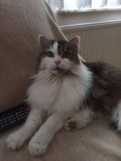 DzikiJelonek - #przegryw trukelka