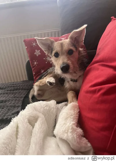 adisoniusz - #pokazpsa 
Wygląda jakby chciała rzucac czary ta łapka. Ziuuuu i jestes ...