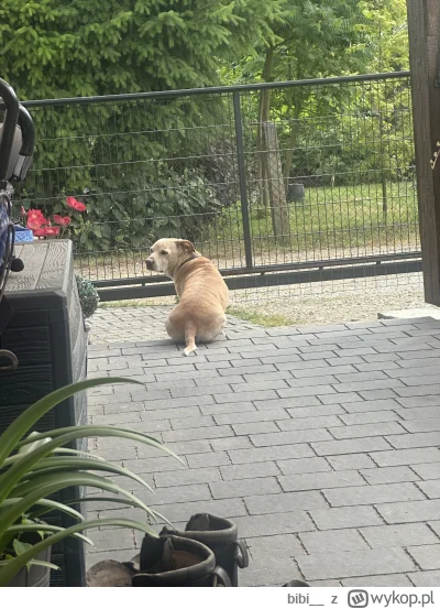 bibi_ - @Melkovva czy ty żyjesz? Nie widzę cię ( ͡° ʖ̯ ͡°) dogo dla zasięgu #pieseczk...