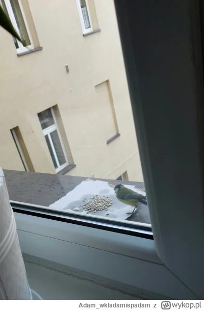 Adam_wkladamispadam - Pierwsze sikorki już nakarmione:) #ptaki #sikorka #czujedobrzec...