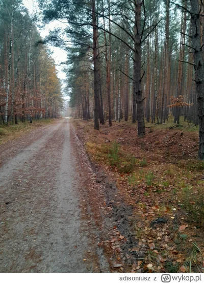 adisoniusz - w lesie, a gdzie moge byc?