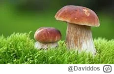 Daviddos - Ktoś spotkał się z sytuacją wyproszenia ze sklepu z UK pytając czy mają "t...