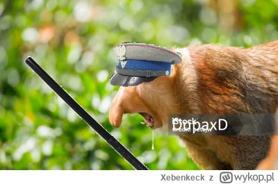 Xebenkeck - @Kantarek: O ty gnoju! Jak śmiesz szkalować zbrodniczy ale sprawiedliwy r...