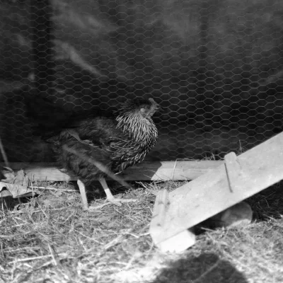 Konto4Czarnolisto - Kolejny eksperyment ze starym ruskim filmem. Svema Foto 125 przet...