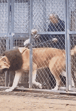 wfyokyga - Puszek nie gryzie