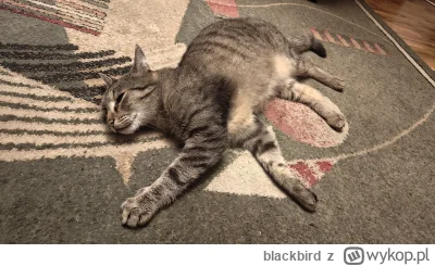 blackbird - nareszcie wolność!