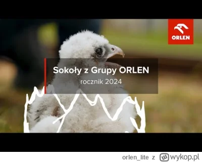 orlen_lite - Dzięki zaangażowaniu ORLENU w odbudowę populacji sokołów wędrownych w Po...