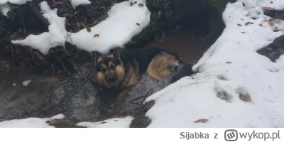 Sijabka - Przegiołem co?
#gownowpis