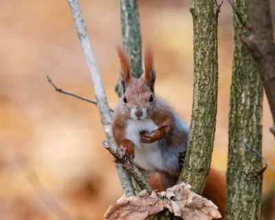 LoopyMajestic - #fotografia #tworczoscwlasna #chwalesie #spierdotrip

Pszepana a ja t...