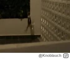 Knoblauch - #raportzpanstwasrodka Chi Chi prawie zaliczyła pierwszy lot, myslę, że to...