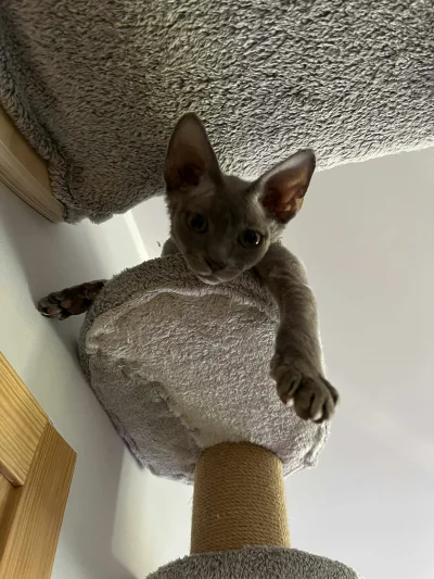 Tyrande - @LimboNoir: kitku