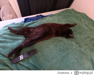 Dawtona - Kocie bydle
#kociegangsta #pokazkota #koty #kot