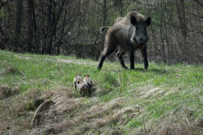 LoopyMajestic - @LoopyMajestic: