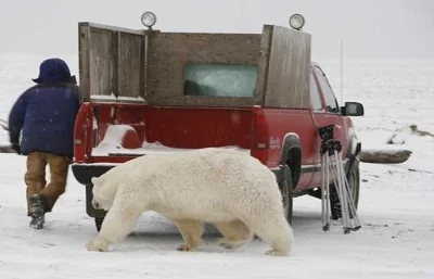 sa7o - @dos_badass: https://jalopnik.com/truck-saves-alaskan-from-man-eating-polar-be...