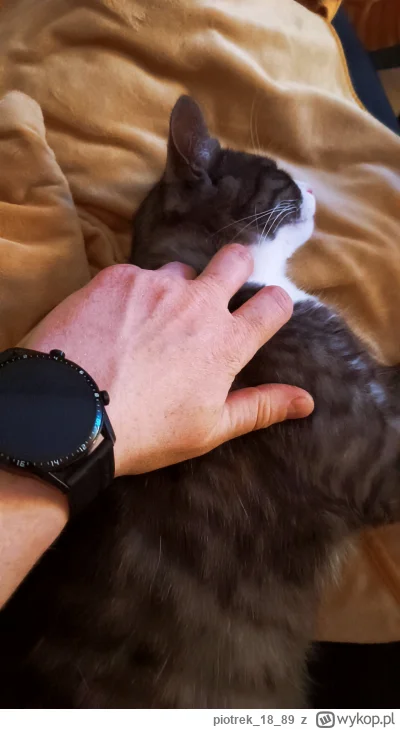 piotrek1889 - #pokazkota wieczorne miziu miziu (｡◕‿‿◕｡)