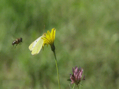 wfyokyga - Sry motylu, p------o mi się xd