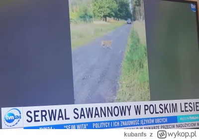 kubanfs - #famemma Gola chuju zabieraj tego tygrysa