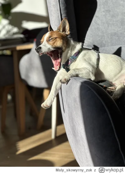 Malyskowyrnyzuk - #psy #smiesznypiesek #piesekpico #jackrusselterier #dziendobry 
乁(♥...