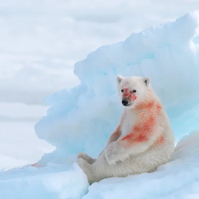 cheeseandonion - Młody niedźwiedź polarny "Dexter" odpoczywający po pożarciu foki. Sv...