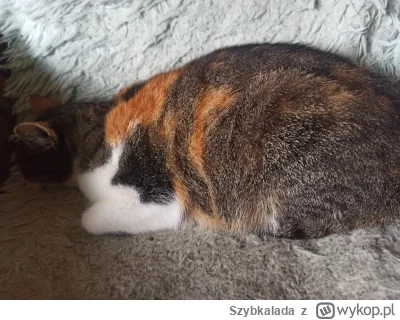 Szybkalada - Każdy kto ją widzi to myśli że jest w ciąży i niedługo będą małe kotki, ...