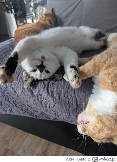 Alter_Konto - #pokazkota #kitku
Leniwa niedziela