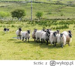 SctSc - Tak patrząc po zachowaniu, to bardziej wygląda jak stado. Nie żartuję, nie ch...