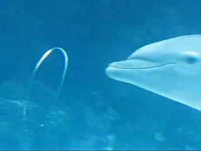 Konfederusiusz - #delfinybabelki