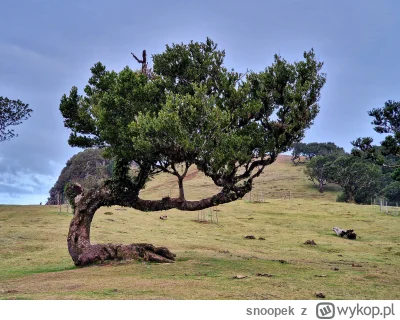 snoopek - Jak i poprzednicy - byłem, polecam. Aczkolwiek mgły nie było, słońca też.