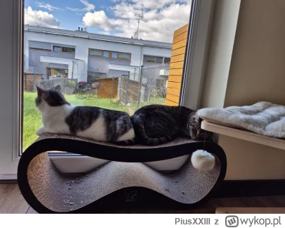 PiusXXIII - Siostry pozdrawiają 

#koty #pokazkota