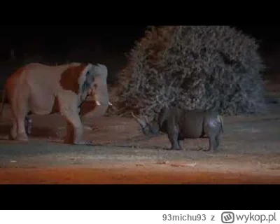 93michu93 - #zwierzeta #gruparatowaniapoziomu
Słoń vs nosorożec