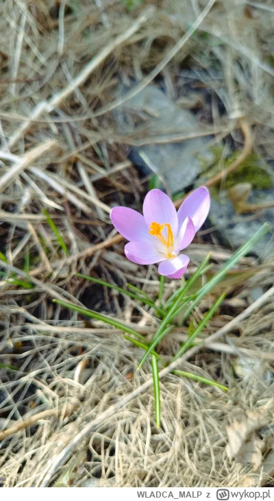 WLADCA_MALP - Jest pierwszy... #zdjeciatarzana