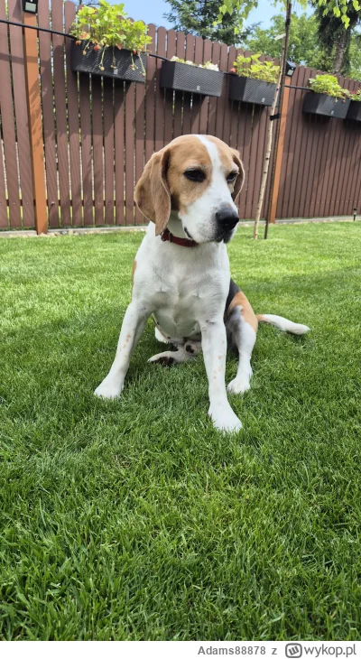 Adams88878 - @Adams88878: udaje niewiniątko