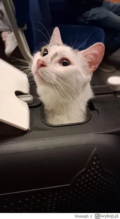 Sluaagh - Grzybuś jest grzecznym choć niecierpliwym peryskopem  podróżniczym 
#pokazk...