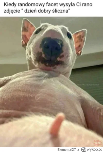 ElementalX7 - @choroszczanin_: