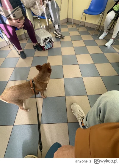 an2one - Lubię ludziom u weterynarza wkręcać że nic mojemu psu nie jest, tylko przysz...