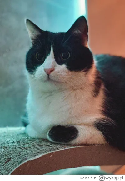 kalee7 - @bartiii_ ej podobny do mojego kumpla ( ͡º ͜ʖ͡º)