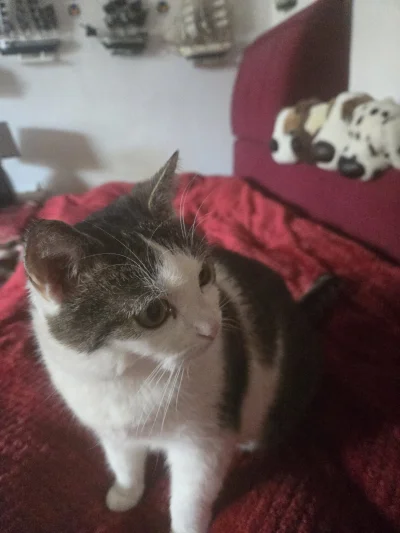 Solsith - @RicoElectrico: zbiera skalpy(⌐ ͡■ ͜ʖ ͡■)