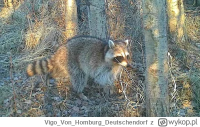 VigoVonHomburg_Deutschendorf - Tak szybki, że aż na zdjęciu wyszedł rozmazany ( ͡º ͜ʖ...