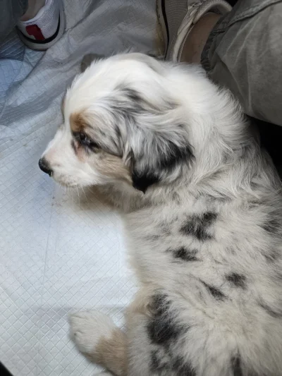 AtlantyQ - Nowy koleszka, przyszły pożeracz dzieci. Proszę poznać Niuniusia ʕ•ᴥ•ʔ

#p...