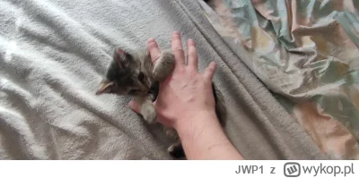 JWP1 - @SoneaSonea: Very smol   :)