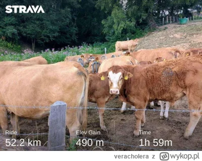 veracholera - 500 998 + 52 = 501 050

Krowy patrzące na baranka na podjeździe

#rower...