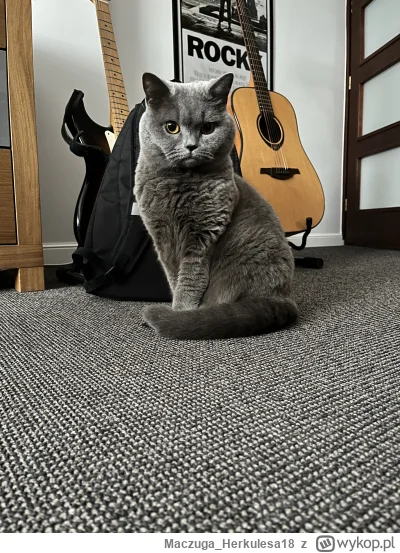 Maczuga_Herkulesa18 - :3 #koty #pokazkota