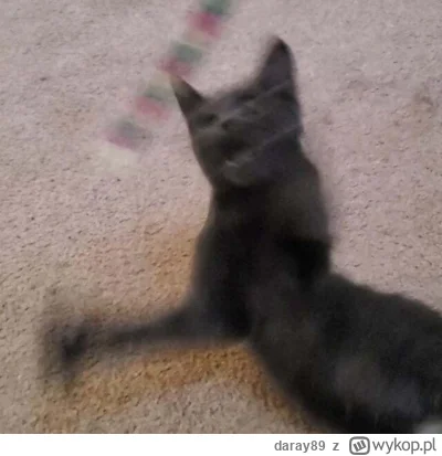 daray89 - #codziennykotopetany #dziwnekotki